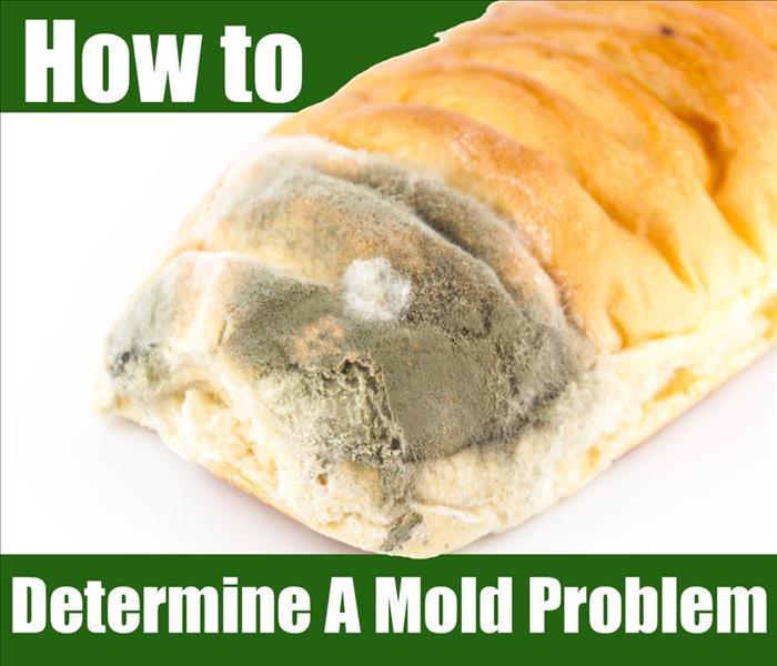 A bread roll with mold on the edge of it